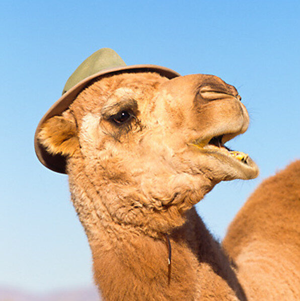 Camel with hat