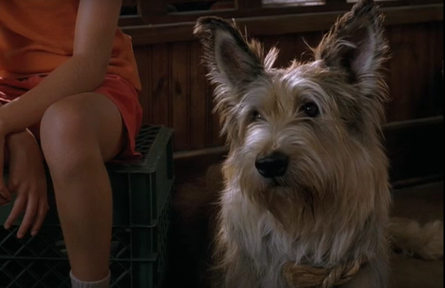 Dave Matthews Scene from "Because of Winn Dixie" Dutton Mattor