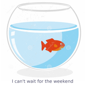 goldfish in a bowl waiting for the weekend
