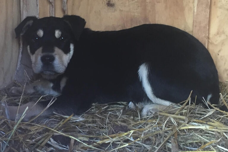 Whiskey the Dog in the Straw