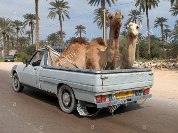 camels in truck